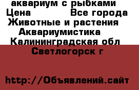 аквариум с рыбками › Цена ­ 1 000 - Все города Животные и растения » Аквариумистика   . Калининградская обл.,Светлогорск г.